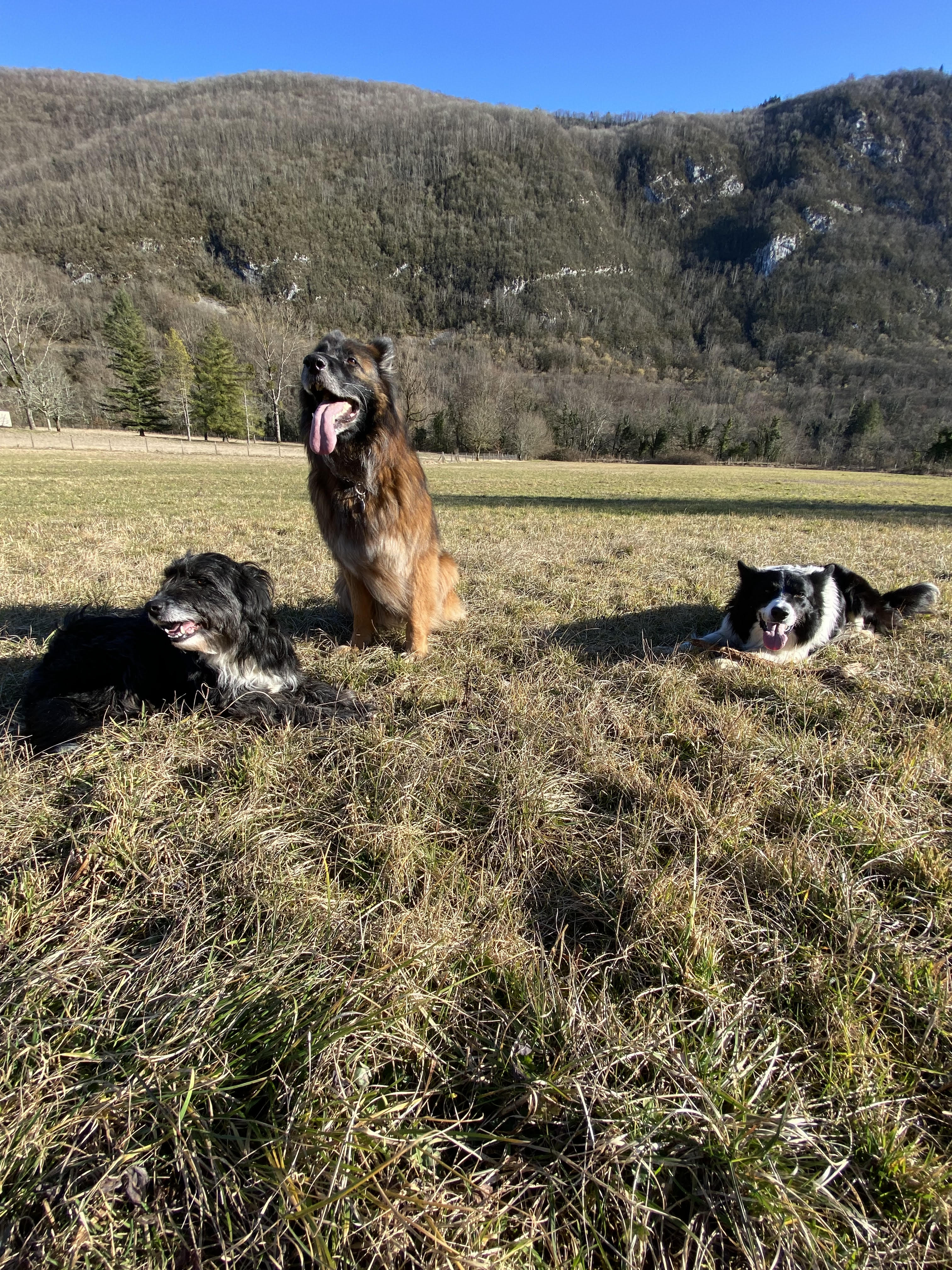 Trois chiens en séance